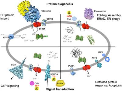 The endoplasmic reticulum membrane protein Sec62 as potential therapeutic target in SEC62 overexpressing tumors